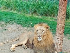 -北京野生动物园