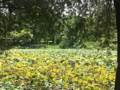-云溪植物园
