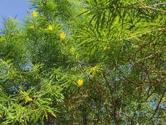 -广西壮族自治区药用植物园