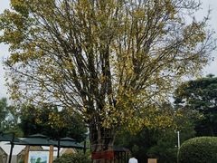 -福建鲤鱼洲酒店