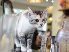 -猫咪博物馆(顶澳仔猫街店)