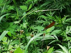 -碓臼峪自然风景区