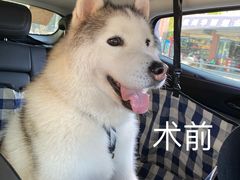-申普宠物医院(总院)