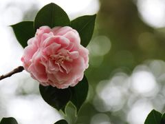 -中国科学院华南植物园