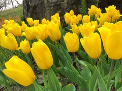 -秀丽东方