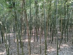 -同里国家湿地公园