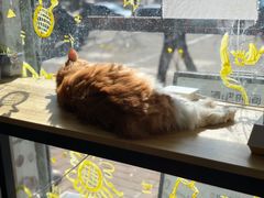 -平行世界·猫咖(首经贸店)