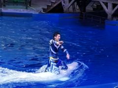 -海合安武汉极地海洋公园