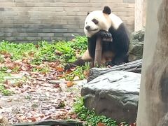-都江堰中华大熊猫苑