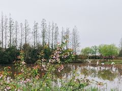 -上海长兴岛郊野公园