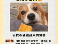 -翊宠yipet猫狗购宠庄园