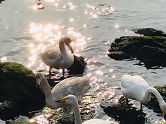 -烟墩角天鹅湖