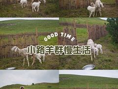 -乌兰布统草原