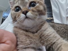 -楼上猫咖(罗湖店)