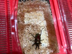-上海大自然野生昆虫馆(东方明珠·爬宠昆虫探索中心)