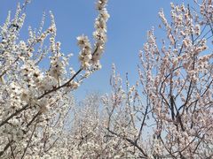 -永定河休闲森林公园