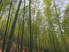 -上海佘山国家森林公园天马山园