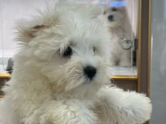 -翊宠yipet猫狗购宠庄园犬舍•猫舍