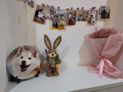 -Husky Go! 哈士奇体验馆·宠物咖啡厅狗咖