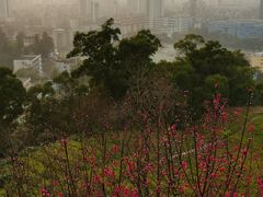 -金鸡山公园