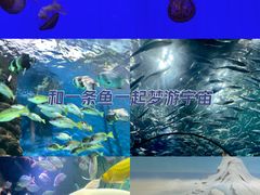 -上海海洋水族馆