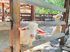 -北京鹿世界主题园