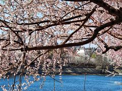 -桃花堤公园