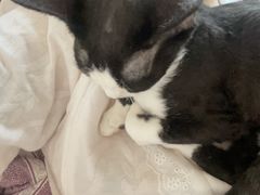 -乖乖宠物医院·猫科·骨科·24小时(云岗分院)