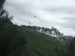 -雪绿茶博物馆
