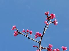 -深圳仙湖植物园