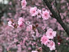 景点-梅园