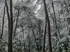 -铁山坪森林公园