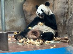 -成都动物园