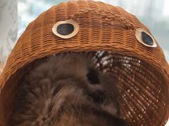 -猫小主咖啡·猫咖cat cafe(福田店)