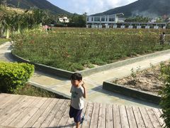 -亚龙湾国际玫瑰谷