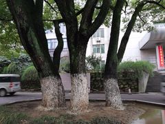 -湖北中医药大学(昙华林校区)