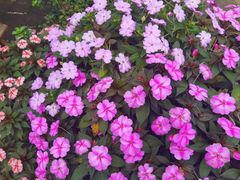 -华冠悠岚·庭院餐厅(青城后山店)