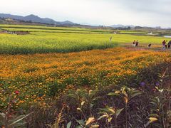-光明小镇欢乐田园