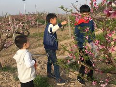 -南汇水蜜桃采摘(大团店)