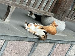 -东天目山风景区