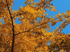 -泰州凤城河风景区-泰山公园