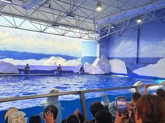 -秦皇岛乐岛海洋王国