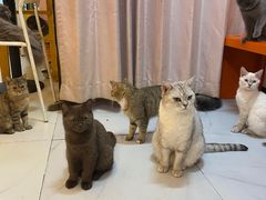 -我爱猫咪·猫咖·狗咖·安哥拉兔·羊驼咖(小寨华旗店)