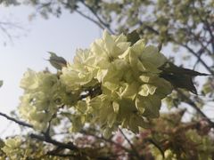 -西安青龙寺遗址景区