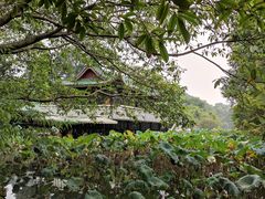 -桂湖森林公园
