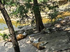 -大连森林动物园