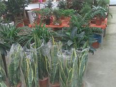 -龙大花卉苗木市场
