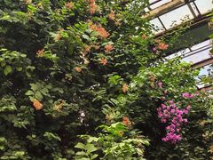 -呀路古热带植物园