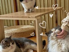 -Catmate·猫肥家润(金润铂宫店)