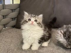 -lincat·猫舍(广州店)